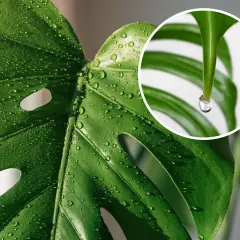 Kiedy monstera płacze, krople rosy lśnią na jej liściach. W zbliżeniu widać, jak jedna łza spływa z końca liścia.