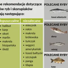 Jaka ryba dla niemowlaka? Zalecane ryby to dorsz, flądra, szprot, sardynki. Tłuste ryby to łosoś, makrela. Chude to dorsz, morszczuk, mintaj, sola.