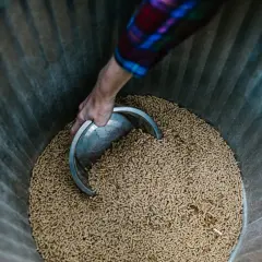 Nabieranie łopatką pelletu z wierzby do produkcji biomasy.