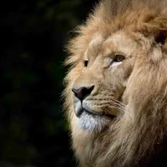 Primer plano de un león majestuoso, con su melena dorada y mirada penetrante. Es como soñar con leones en su hábitat natural.