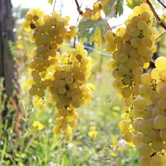 Grappoli dorati di malvasia di candia pendono da un vigneto, baciati dal sole.