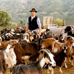 Un berger en France, passionné par son troupeau de chèvres, veille sur elles.