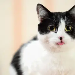 Gato blanco y negro saca la lengua. ¿Puede sobrevivir un gato envenenado? Este gatito parece fuerte.