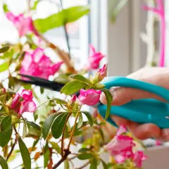 Une main utilise des ciseaux bleus pour la taille d'un azalée rose en fleurs.