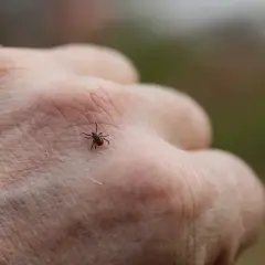 Malutki kleszcz na ludzkiej dłoni, gotowy do ukąszenia.