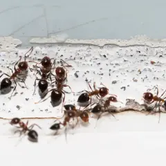 Mrówki zbierają mąkę kukurydzianą, która stanowi dla nich pułapkę.