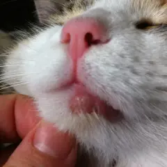 Un gros plan sur le museau d'un chat, révélant une lèvre gonflée et irritée. Une main caresse doucement le chat.