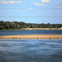 Krowy pasące się na piaszczystej łasze w szerokiej rzece, być może jednym z dopływów Wisły. W tle zielony las i błękitne niebo.
