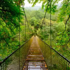 Puente colgante en las fragas del Eume, un mirador natural entre árboles frondosos y un río.