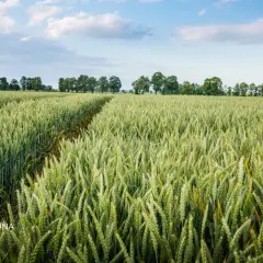 Zielone łany pszenicy Pallas, z daleka widoczne drzewa i stogi siana.
