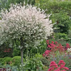 Eine Harlekinweide mit rosa-weißen Blättern steht in einem üppigen Garten. Sie wurde so geschnitten, dass sie eine schöne Kugelform hat.