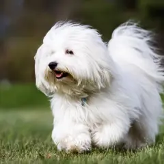 Un adorable coton de tulear corre feliz por el césped, con su pelaje blanco moviéndose al viento.