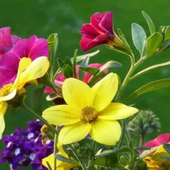 Bunte Blumen, die viel Sonne vertragen, blühen in einem Garten. Gelbe und pinke Blüten dominieren, im Hintergrund grünes Gras.