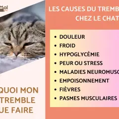 Un chat tigré au regard fatigué, avec une liste des causes de tremblement chez le chat : douleur, froid, hypoglycémie, peur, maladies, empoisonnement, fièvres, spasmes.