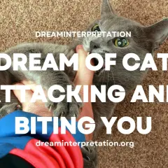 Un gato gris ataca y muerde una mano. ¿Sueñas con gatos que te atacan? Descubre su significado.