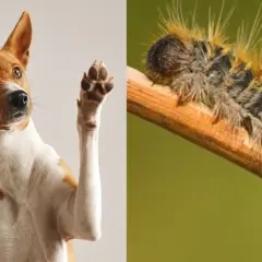 Perro levanta pata, alerta ante la procesionaria. ¡Cuidado con los perros!