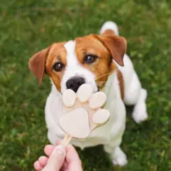 Czy pies może jeść lody? Ten uroczy Jack Russell Terrier z pewnością myśli, że tak, gdy próbuje ugryźć lodowy przysmak w kształcie łapki.