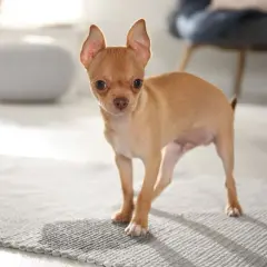 Mały, rudy chihuahua na dywaniku, wygląda jakby zastanawiał się, jak długo szczeniak uczy się czystości.