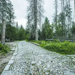 Kamienista ścieżka przez las, z widocznymi korzeniami drzew i kilkoma osobami odpoczywającymi przy ławce. Szlak z brzezin do murowańca zamknięty.
