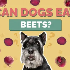 A schnauzer dog looks up curiously surrounded by beets and question marks, asking "Can dogs eat beets?".