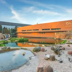 Pingwiny w zoo Wrocław. Sprawdź zoo wrocław bilety cennik i odwiedź naszych skrzydlatych przyjaciół!