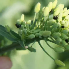 Małe, czarne słodyszki spacerują po zielonych pąkach rzepaku.