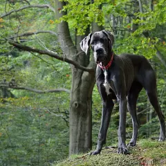 Duży, szary dog niemiecki stoi na wzgórzu w lesie. Jego waga jest imponująca, a postawa dumna.