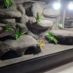 Ile kosztuje terrarium dla gekona? Całkowity koszt [700-1500 zł]