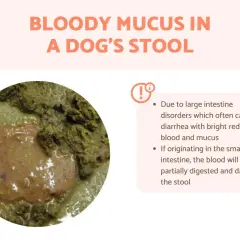 Close-up of a dog's stool showing a reddish, gelatinous substance, indicating mucus in dog poop. Text explains causes of bloody mucus.