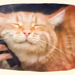 Eine zufriedene orangefarbene Katze genießt das Streicheln, ein schönes Beispiel dafür, wie man eine Katze in der Wohnung halten kann.