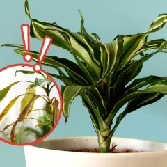 Dracena jak dbać? Zwróć uwagę na żółknące liście, to znak, że roślina potrzebuje pomocy.