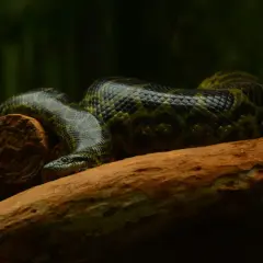 Anaconda verde descansa en una rama en el Amazonas. Sus escamas verdes y negras se mezclan con el entorno.