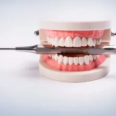 Model szczęki z zębami stałymi i narzędziami dentystycznymi.