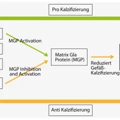 Diagramm zeigt, wie Vitamin K die Matrix Gla Protein (MGP) aktiviert, um Gefäßverkalkung zu reduzieren.