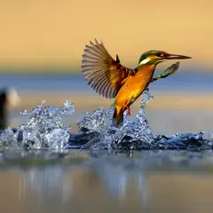 Der eisvogel schießt aus dem Wasser, seine Flügel gespreizt, während die Sonne den Himmel in warmen Tönen färbt.