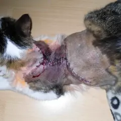 Katze mit operativer Wunde am Hals, genäht und mit Bluterguss.