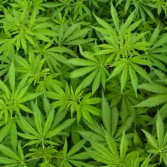 Marihuana: Co musisz wiedzieć o korzyściach, ryzykach i prawie?