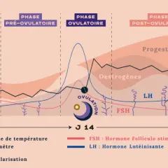 Graphique du cycle menstruel : courbe de température corps femme, hormones (œstrogènes, progestérone, LH, FSH) et vascularisation de l'endomètre.