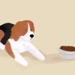 Beagle patrzy na miskę z suchą karmą, zastanawiając się, czy pies może jeść tylko suchą karmę.