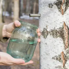 Zbieranie soku z brzozy, kiedy wiosna budzi drzewa do życia. Czysta, orzeźwiająca kropla spływa do słoika.