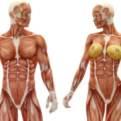 El músculo más grande del cuerpo: funciones y datos sorprendentes