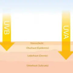 Illustration zeigt UVA- und UVB-Strahlen, die auf Hautschichten treffen.