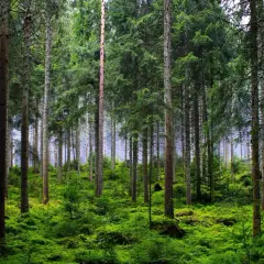 Gęsty, zielony las iglasty, przypominający krajobraz parków narodowych i rezerwatów przyrody.