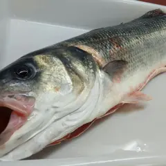 Lubina fresca en bandeja blanca, con boca abierta. Se aprecia la diferencia entre lisa y lubina por su forma y coloración.