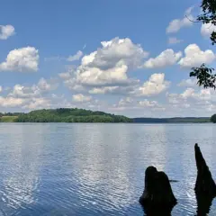 Spokojne, błękitne wody jeziora, otoczone zielonymi wzgórzami i drzewami. Na pierwszym planie wystają z wody pnie drzew. To widok na najczystsze jezioro w Polsce.