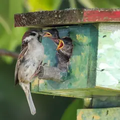 Ein Spatz füttert seine Jungen im Spatzennest. Die Küken strecken ihre gelben Schnäbel weit auf.