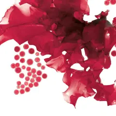 Rote Algen und kugelförmige Zellen, die an die Einnahme von Astaxanthin erinnern.