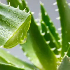Ein Tropfen Aloe-Vera-Saft (Aloe barbadensis leaf juice) tropft von einem grünen Blatt mit Wassertropfen und Dornen.