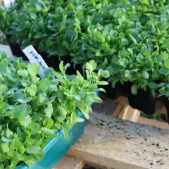 Små plantor av koriander i gröna och svarta krukor, redo att odla.
