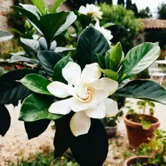 Magnifique fleur de gardenia blanche, aux feuilles vertes foncées. Un aperçu de son entretien dans un jardin ensoleillé.